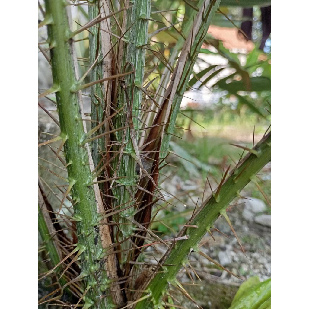 

DURI SALAK BATANG NYA AJA KHAS KALIMANTAN