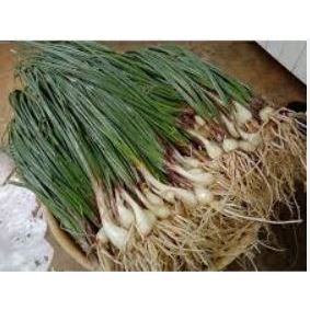 

BAWANG BATAK /KUCAY/ LONGKIO 1KG