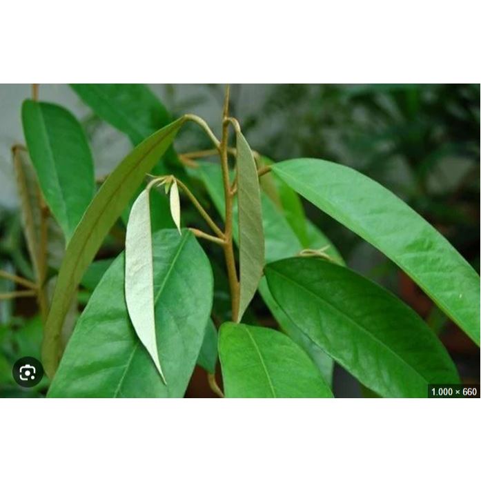 

DAUN DUREN DAUN DURIAN 500GR