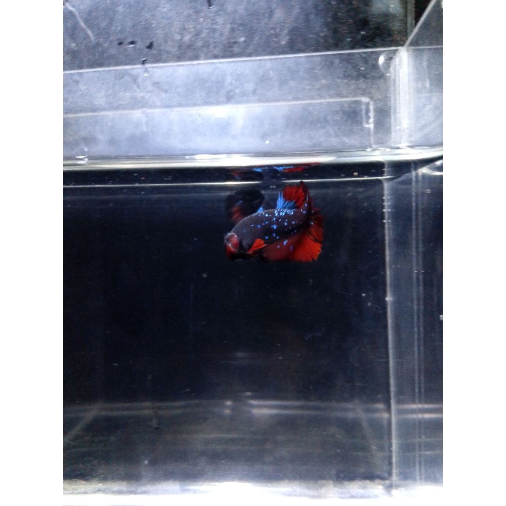 Ikan Cupang Avatar Black Star Galaxy (sesuai foto dan vidio)