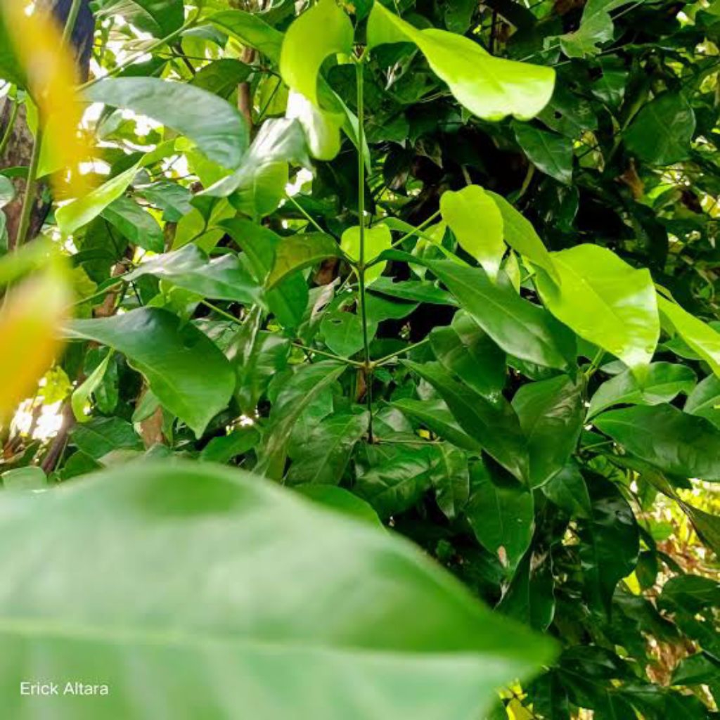 

Daun melinjo/ Daun tangkil tua, Daun sake, untuk herbal kesehatan