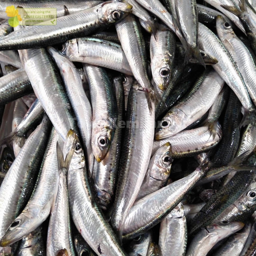 

Ikan Sarden Segar Ikan Sarden Utuh Fresh Frozen 1Kg