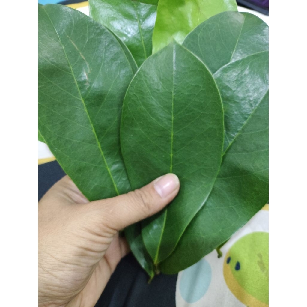 

daun sirsak fres per 100gram