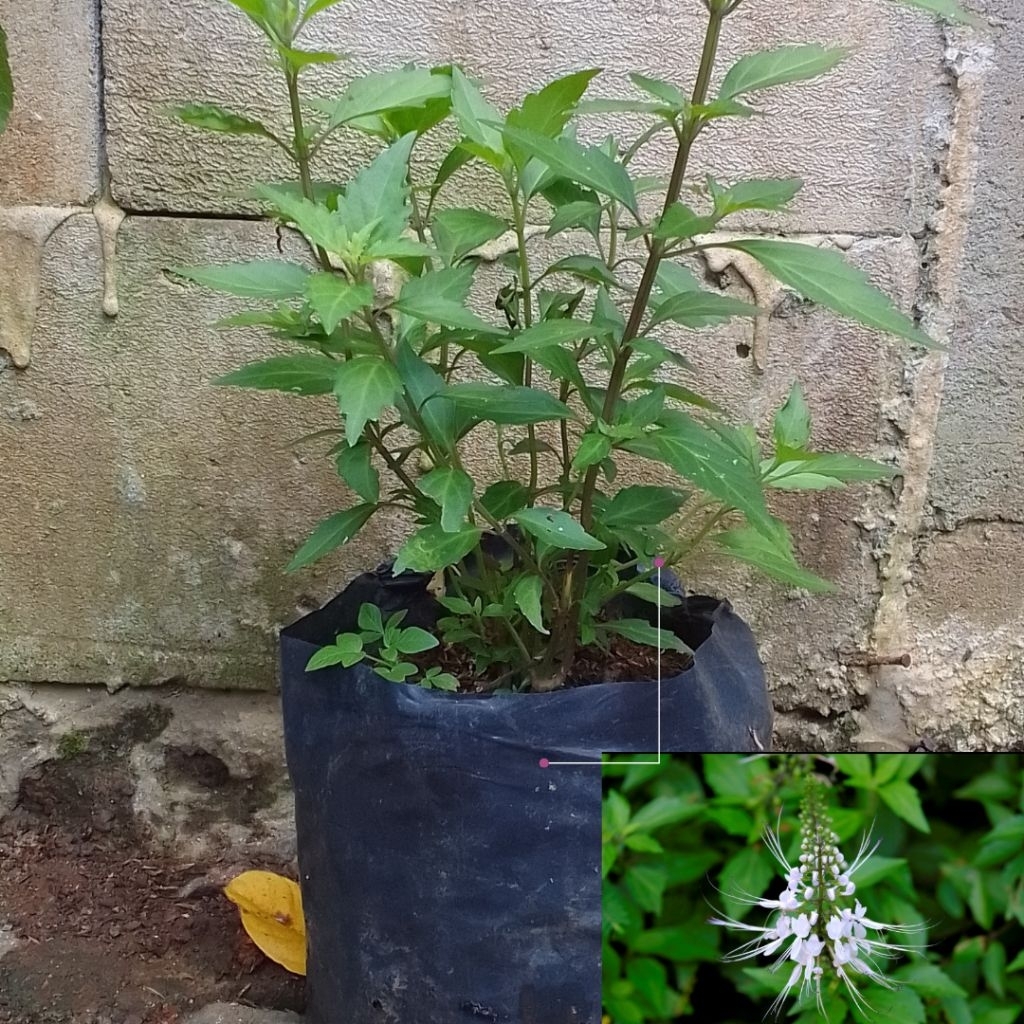 pohon kumis kucing.Tanaman herbal kumis kucing