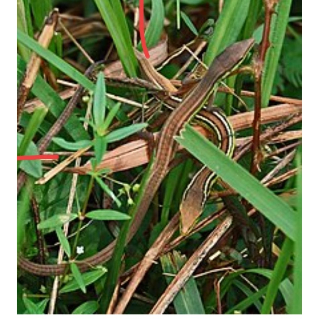 Kadal.rumput mini mainan isi 1