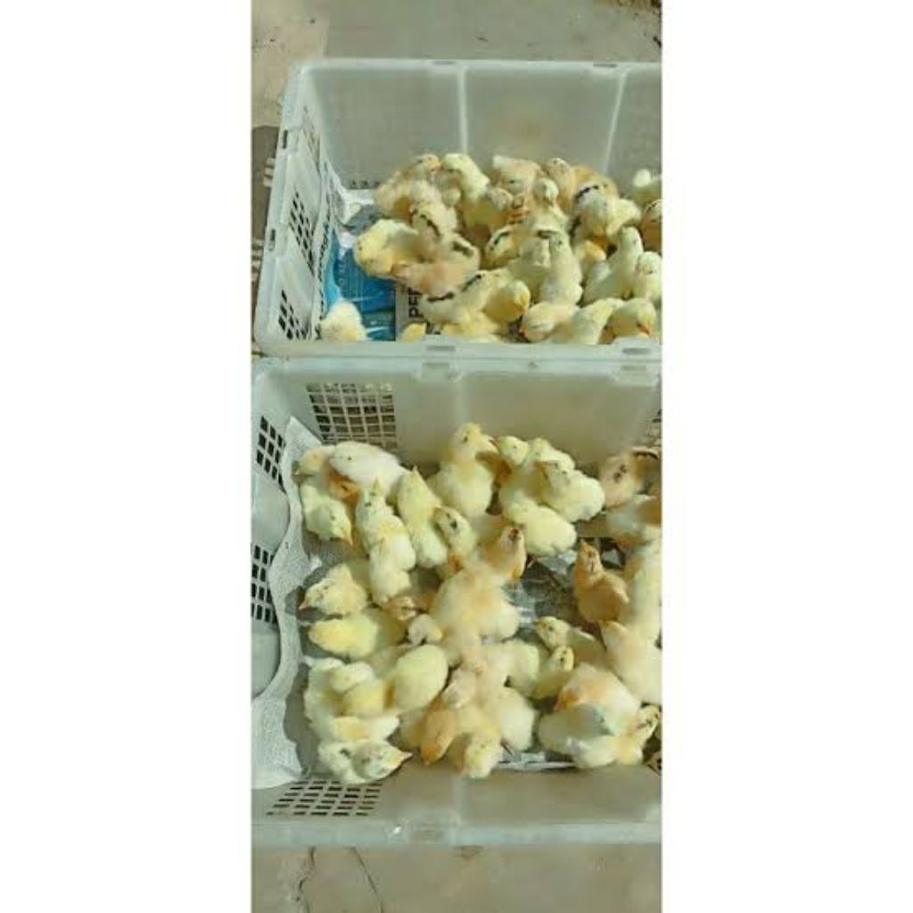 Doc Ayam Elba Petelur Full Vaksinasi