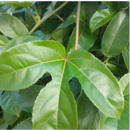 

DAUN MARKISA 100LEMBAR