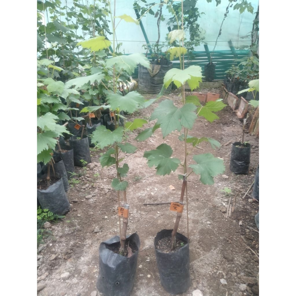 2 bibit anggur bebas pilih RS lokal yg tersedia setoknya