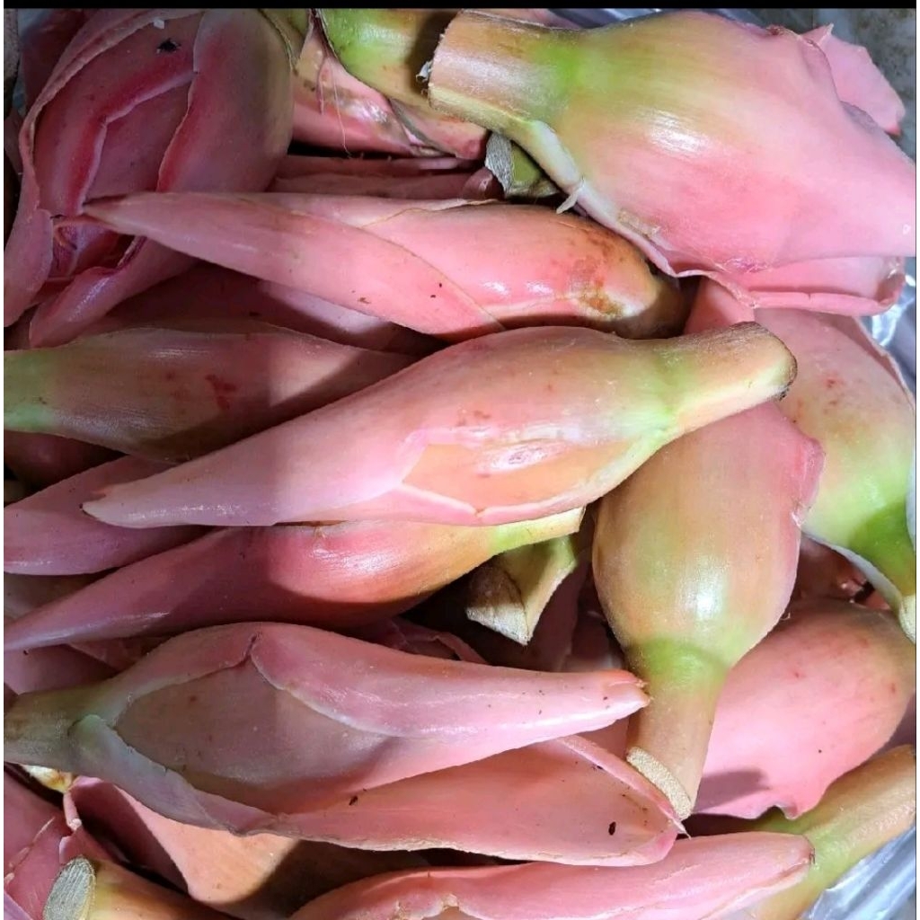 Kecombrang Batak di Surabaya per biji