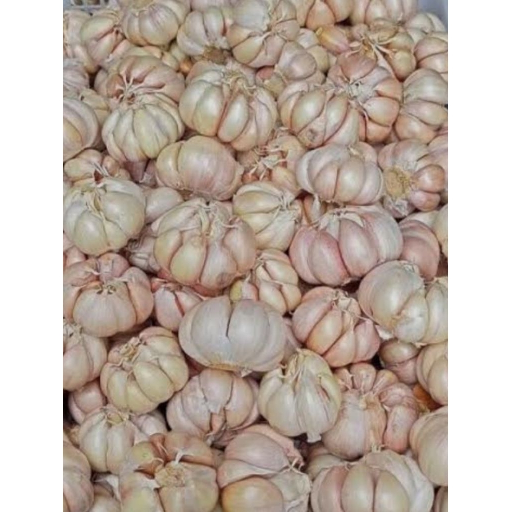 

Bawang Putih Shin Chung /Sinco (Biasa)