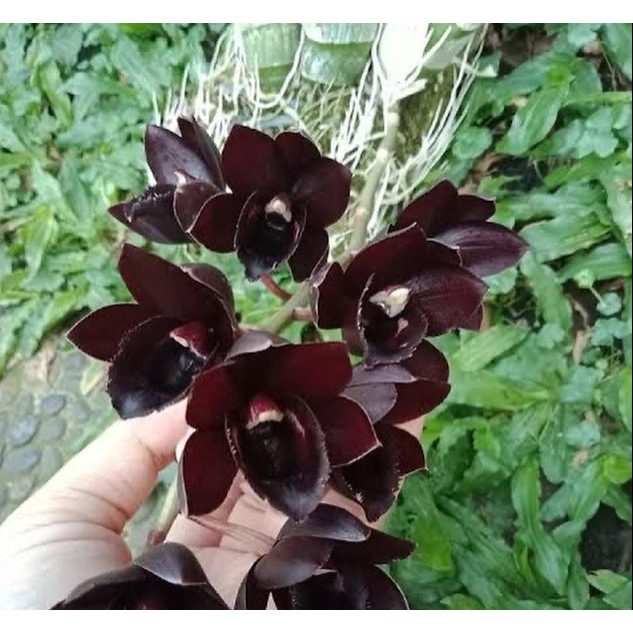 Botanica BC 35 - Anggrek Catasetum FDK After Dark ''Black Pearl'' (Mo. Painted Desert x Ctsm. Donna 