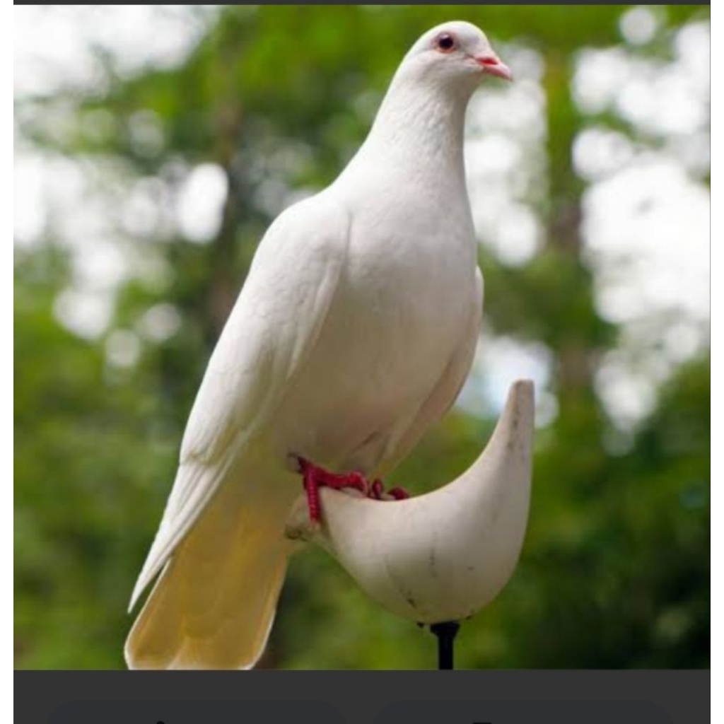 tekukur putih bahan bunyi