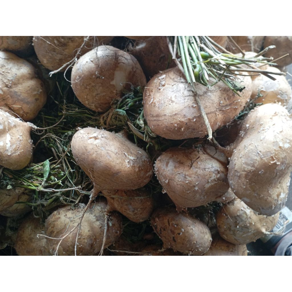 

Umbi Bengkoang Bengkuang segar kilogram