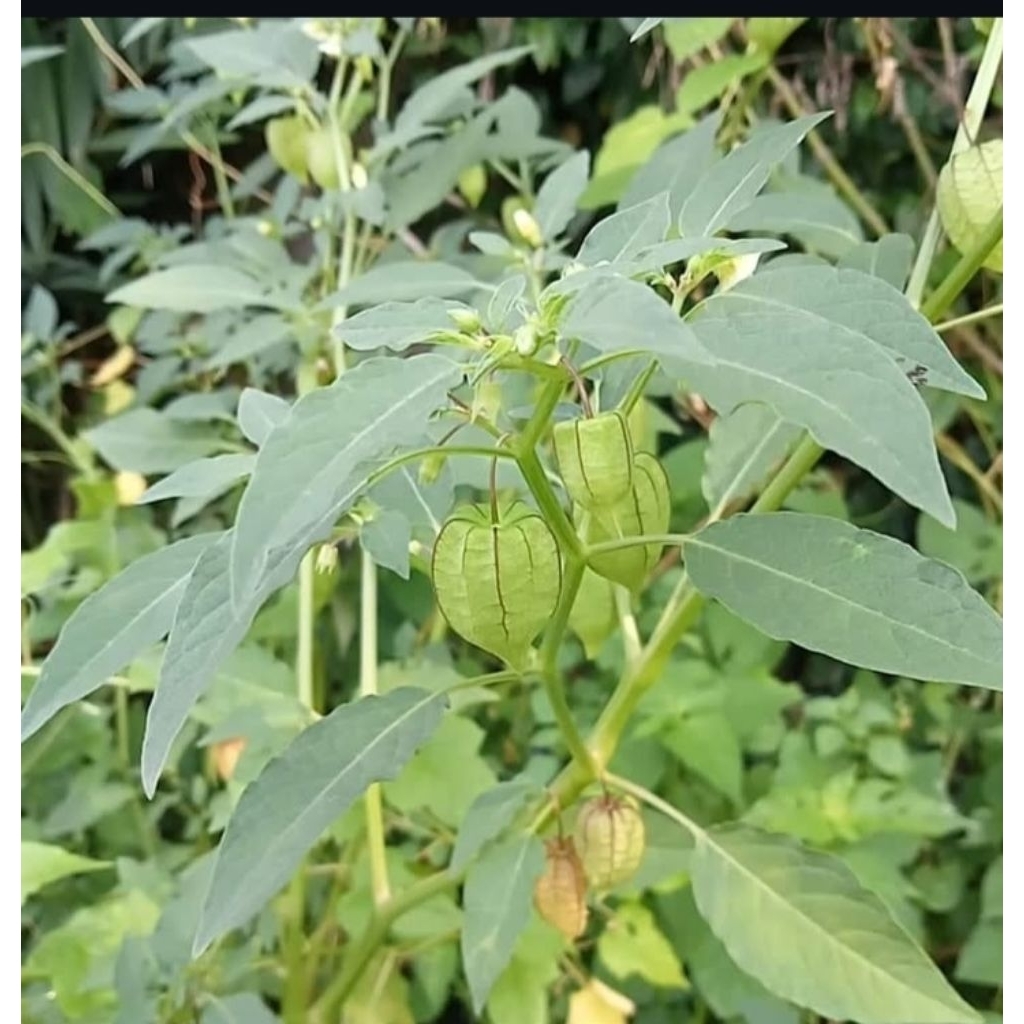 

Daun ciplukan segar / daun cecendet 500 gr