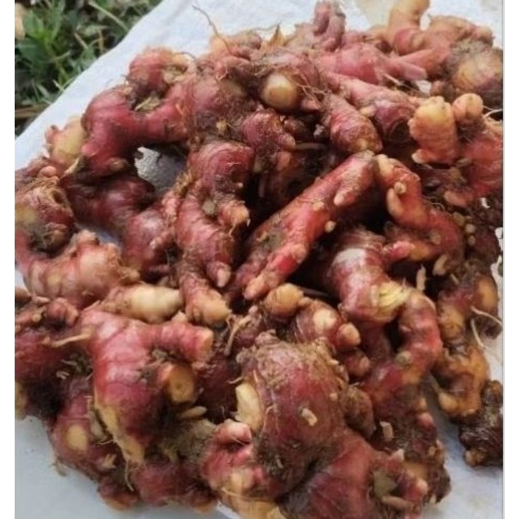 

jahe merah segar/jahe merah kawalitas trbaik bert 250 gram