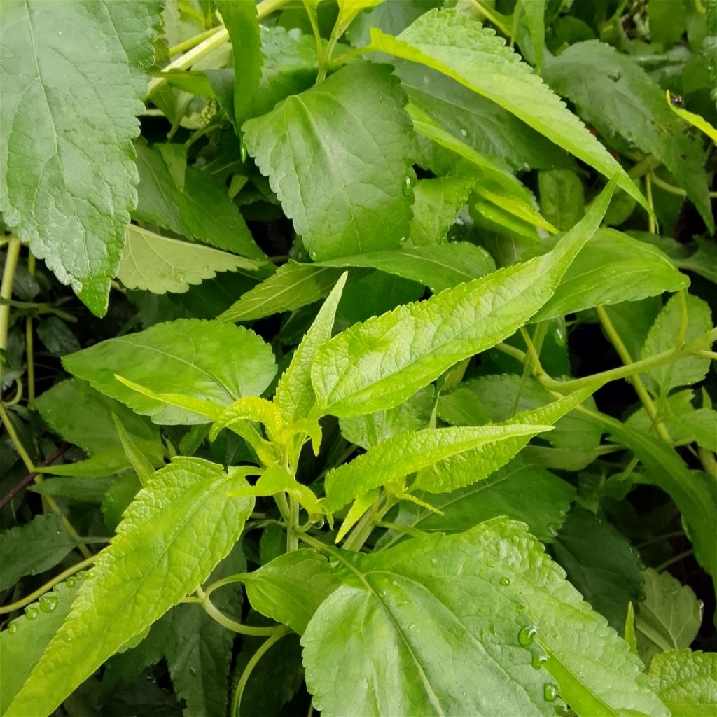 

Daun balakacida kirinyuh 1 kg ( kirinyuh herbal )
