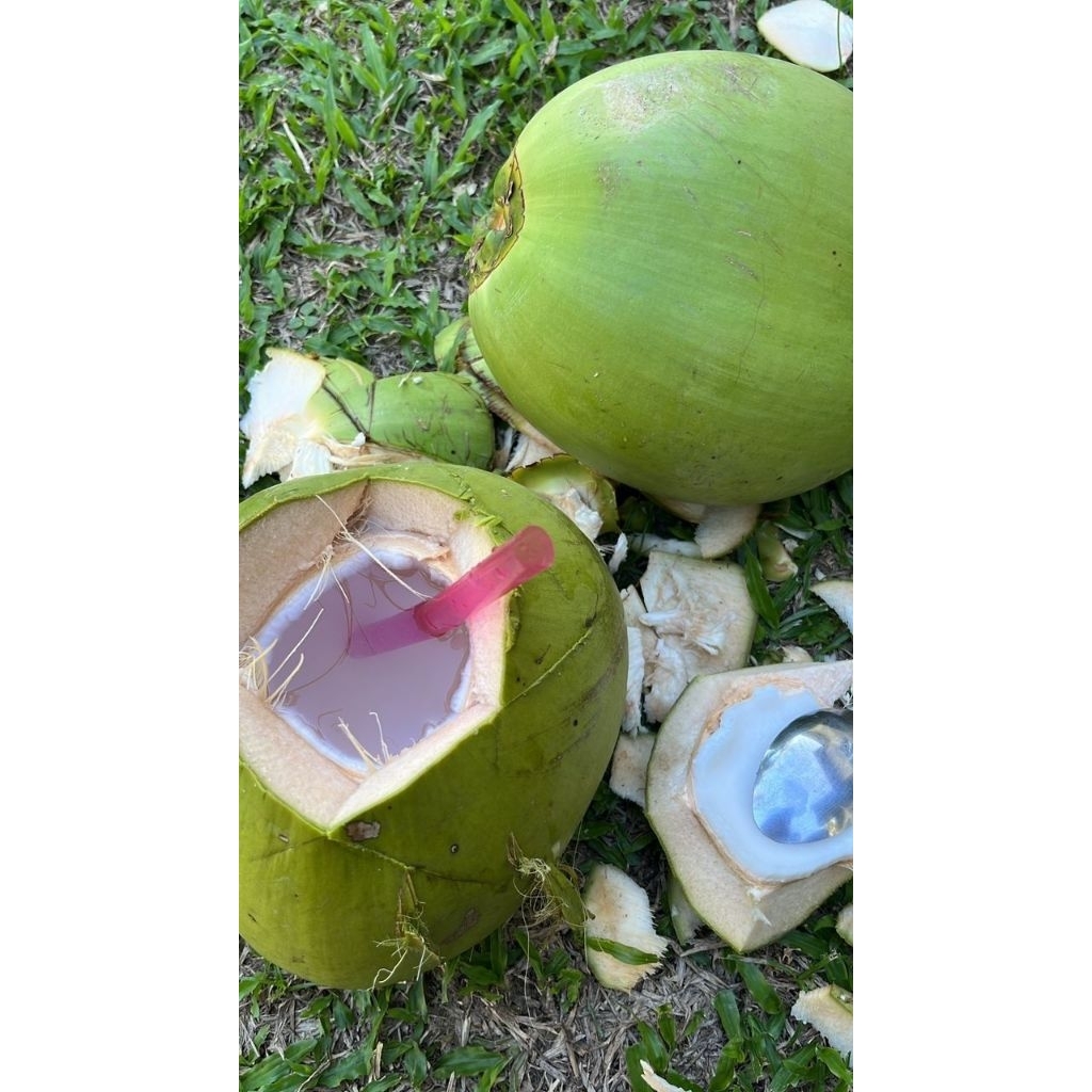 

kelapa muda per biji dan fres