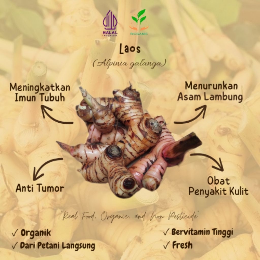 

Laos/Lengkuas Segar 1kg by BIOGANIC