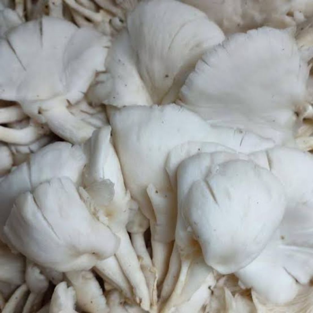 

JAMUR TIRAM FRESH 1 PACK