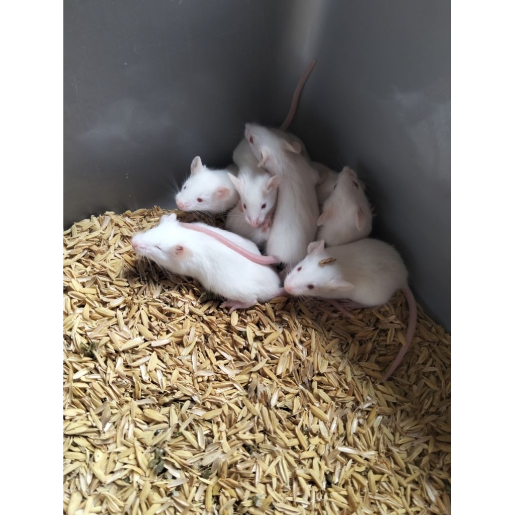 Tikus putih Jumper mencit