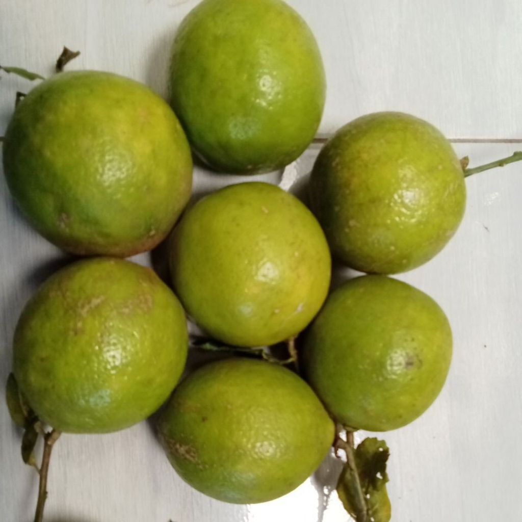 

Harga Promo 1kg Jeruk Lemon California Organik