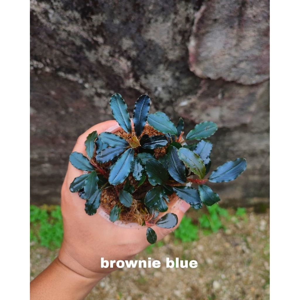 bucephalandra brownie blue