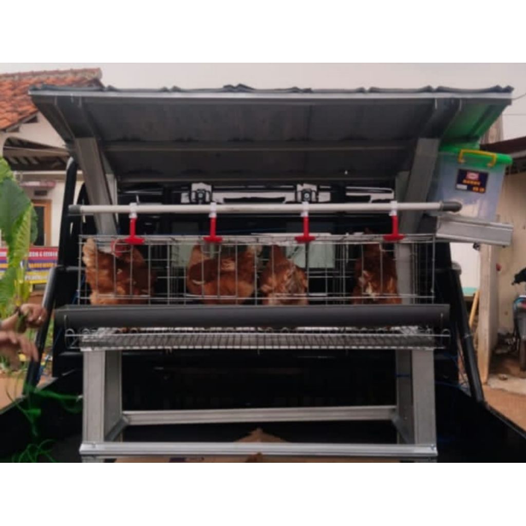 

paket ayam petelur isi 4 ekor