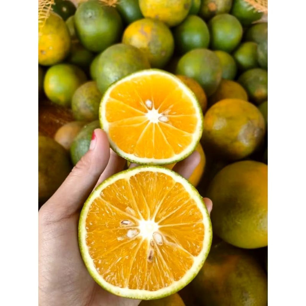 

Jeruk Baby Java Malang Manis Super Grade AB (1 kg isi 5-9 buah)