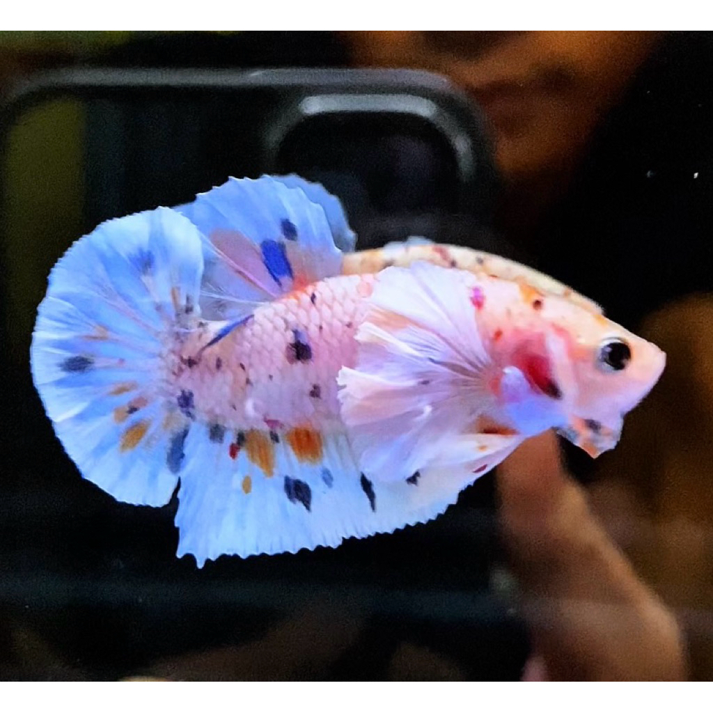 Cupang PKDE Multy Bagus