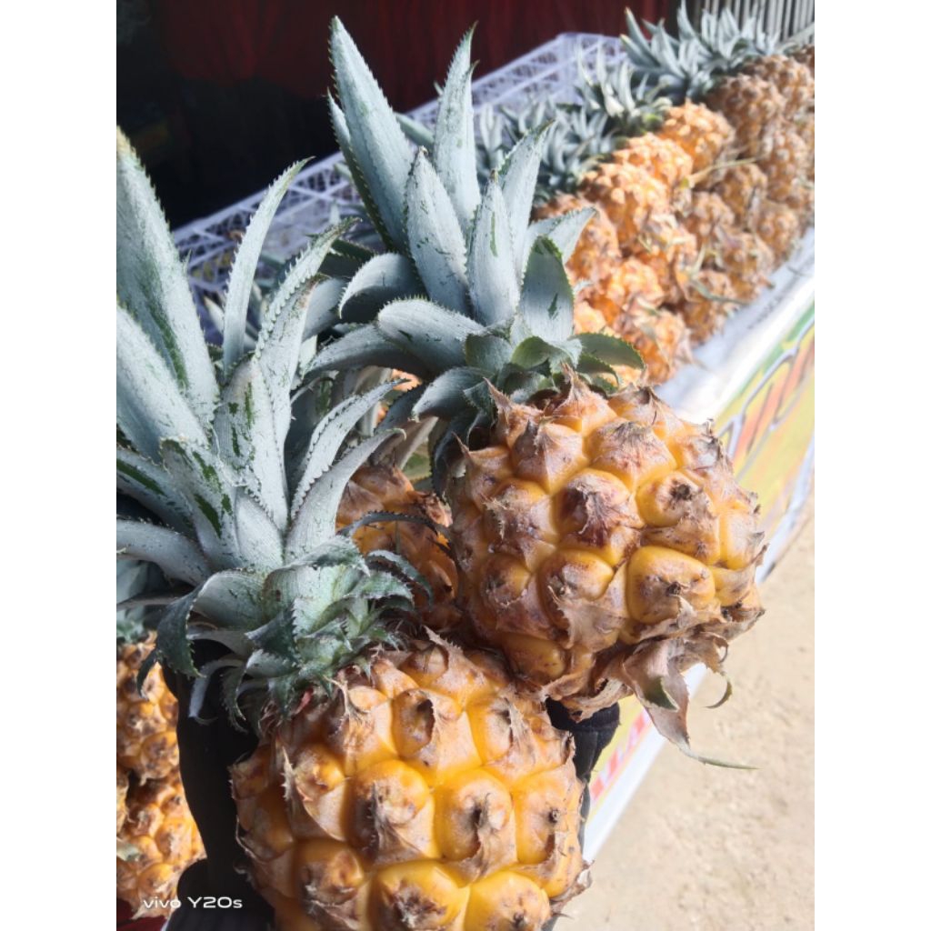 

nanas madu manis (belik pemalang) 3biji