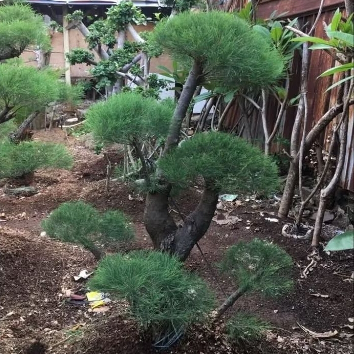 bonsai cemara udang tinggi 155 cm
