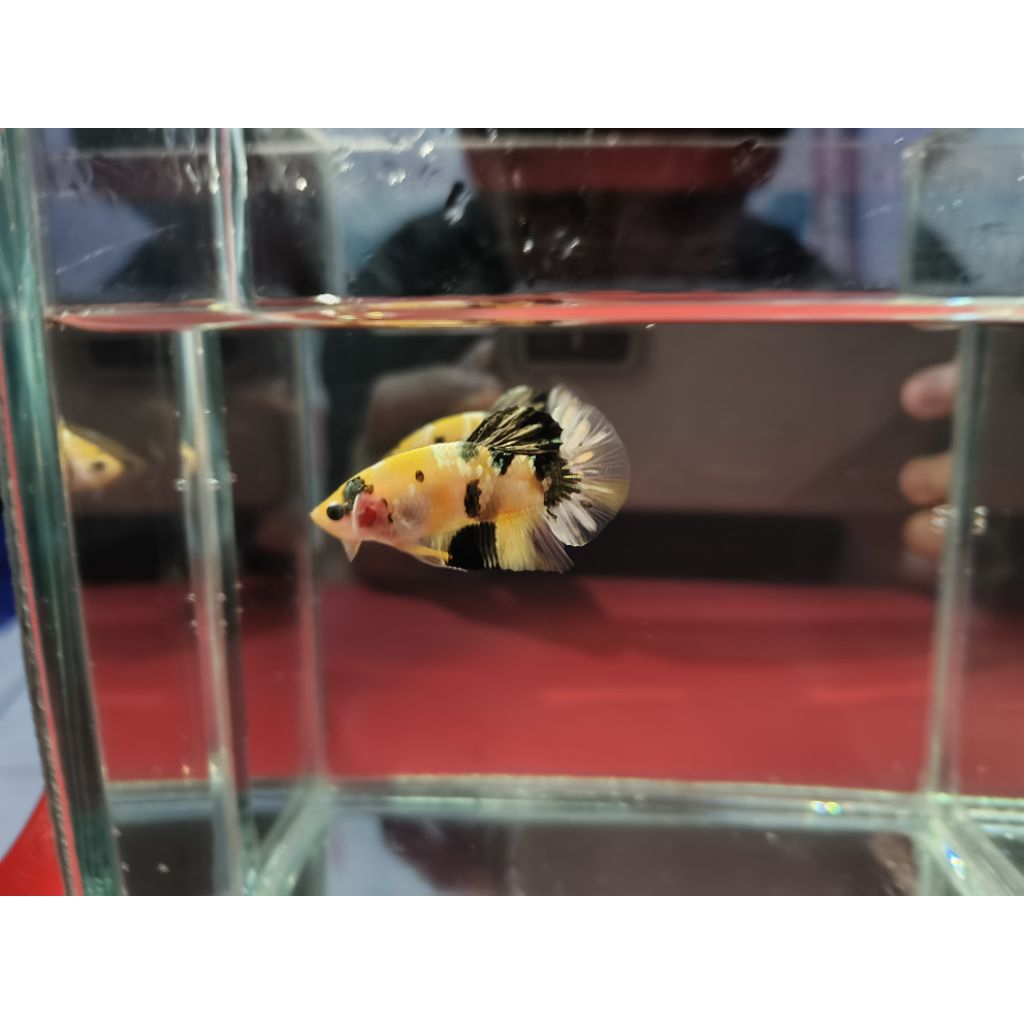 Ikan cupang Yellow koi cooper Top grade