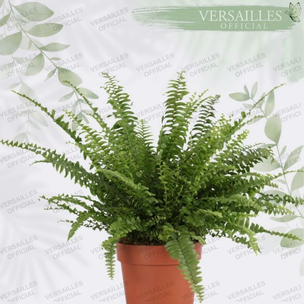 Pakis Tanaman Hias Bunga Rumah Taman Dokor Rumah Pohon Duit Rejeki Keneruntungan Indoor / Outdoor Ca