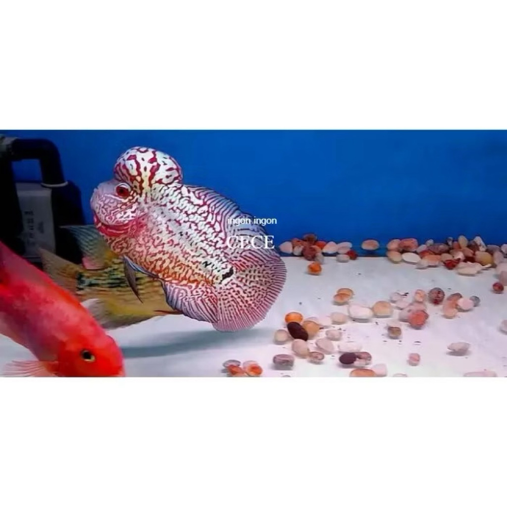 pemanis aquarium Ikan lohan golden base GB 2/5cm louhan goldenbase flower horn 3 cm