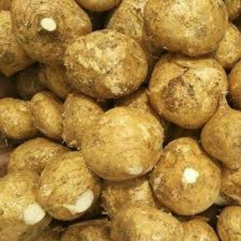 

buah bengkuang bogor 1kg