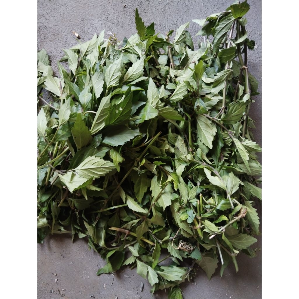 

DAUN KUMIS KUCING FRESH 1KG