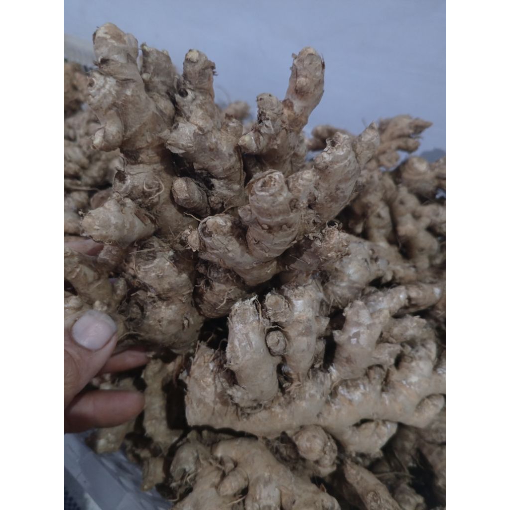 

PROMO 1kg JAHE EMPRIT SEGAR, JAHE JAWA asli