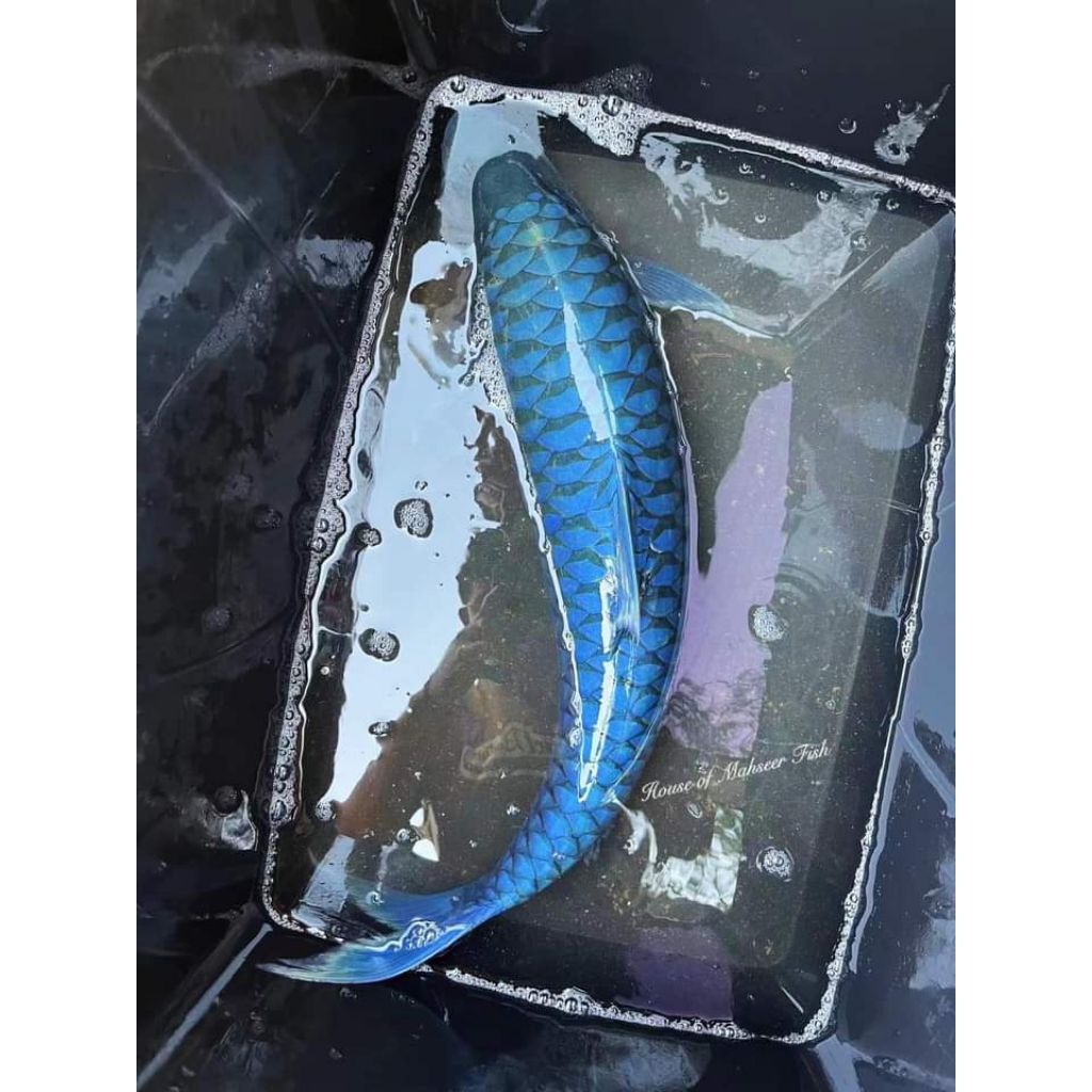 Neo heter yunnan china 15-17cm (Wild cought)