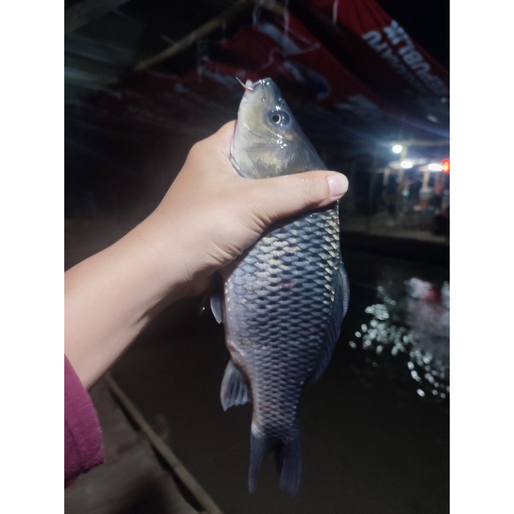

Ikan mas Segar /1kg terima dibersihkan