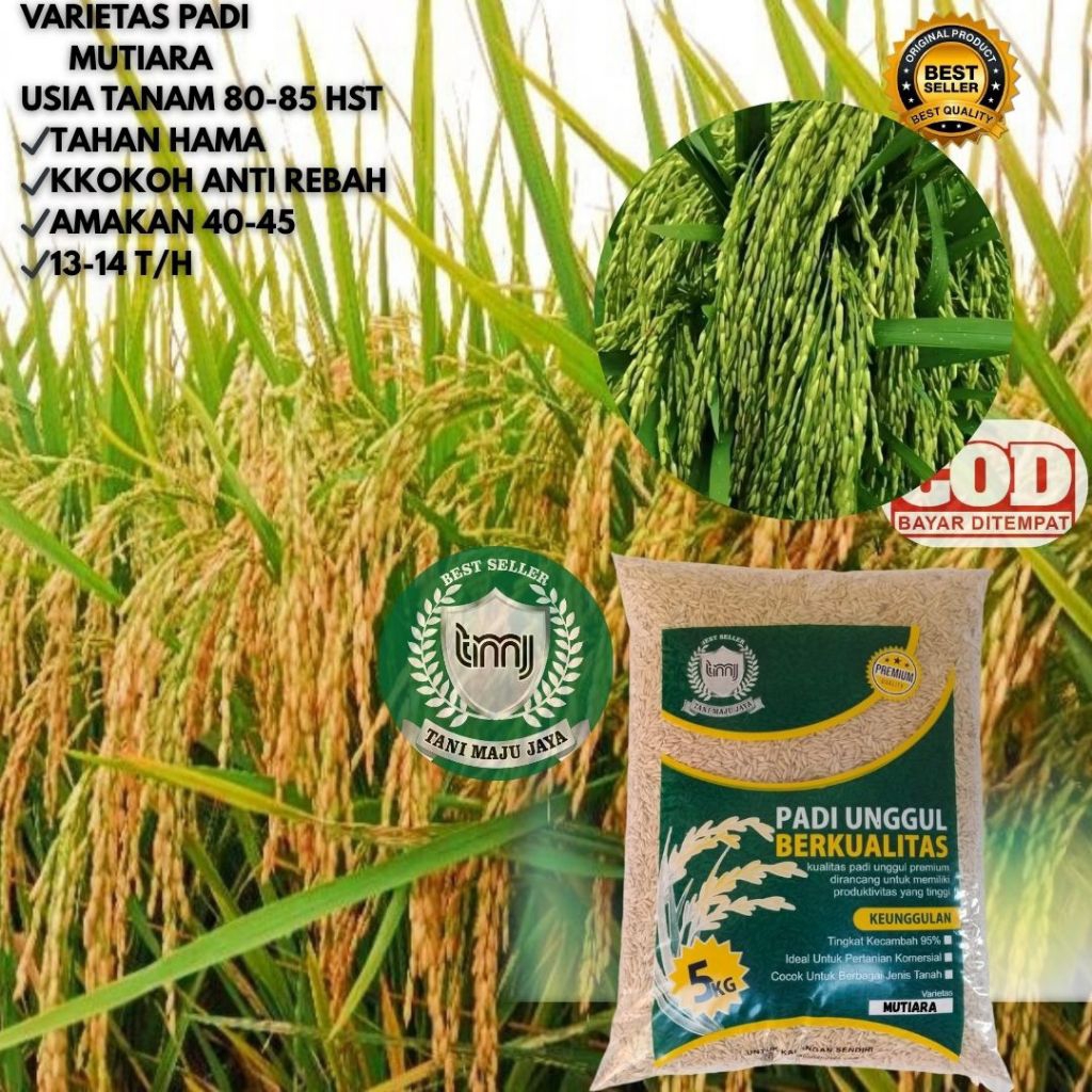BIBIT PADI BENIH PADI UNGGUL VARIETAS MUTIARA KEMASAN 5KG