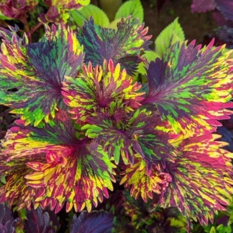 Tanaman Miana Serut Kombinasi / Dwarf Coleus, Flame Nettle Coleus Painted Leaves / Miana (Coleus scu