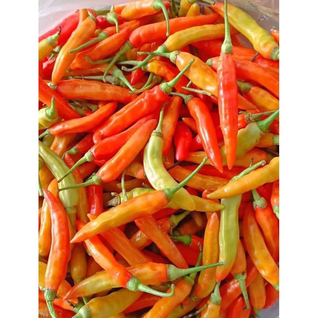 

Fazzahra Cabai Setan ORI 212 Langsung Petik Dikebun Sendiri