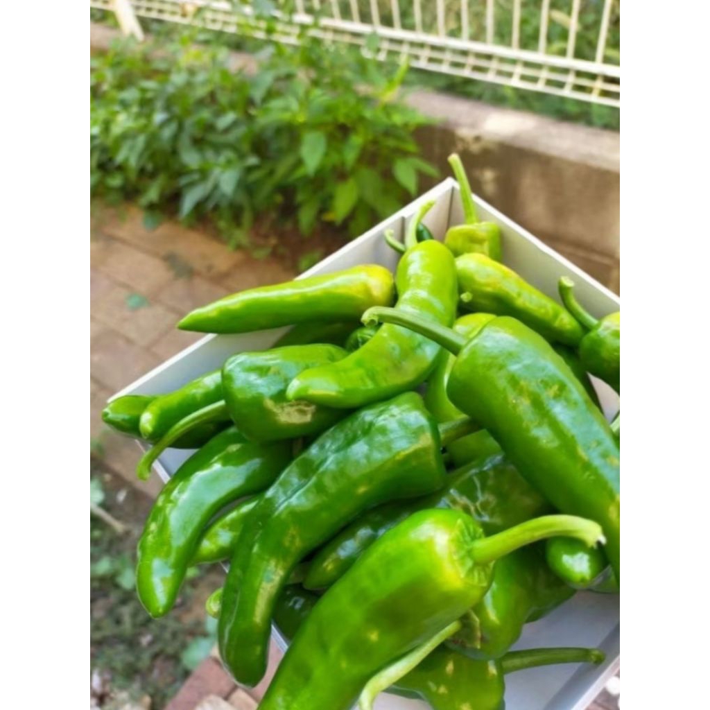 

CABE HIJAU TANJUNG BESAR ZUMBO BAHAN TUMISAN