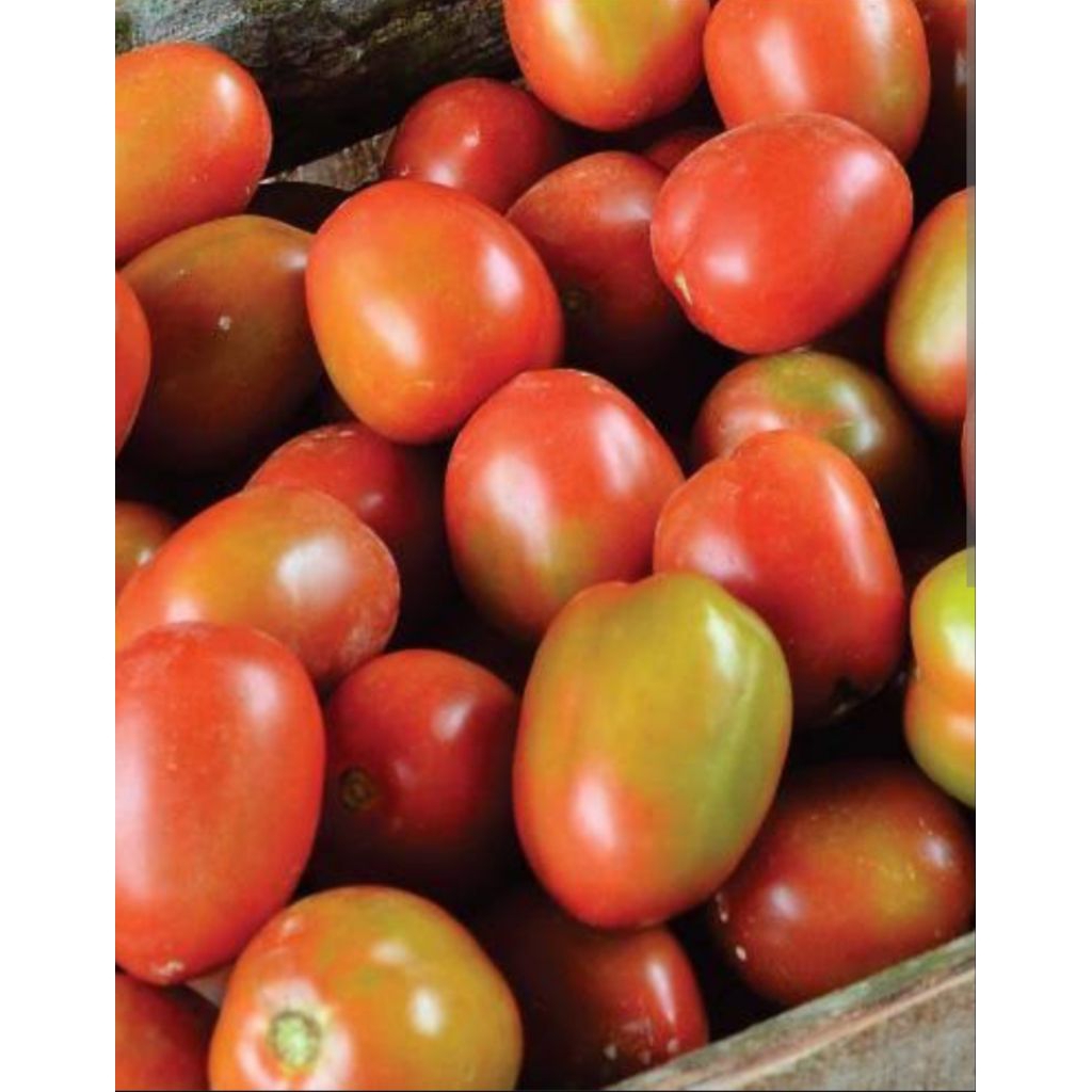 

1kg TOMAT MURAH TOMAT BUAH SEGAR JENIS AMALA