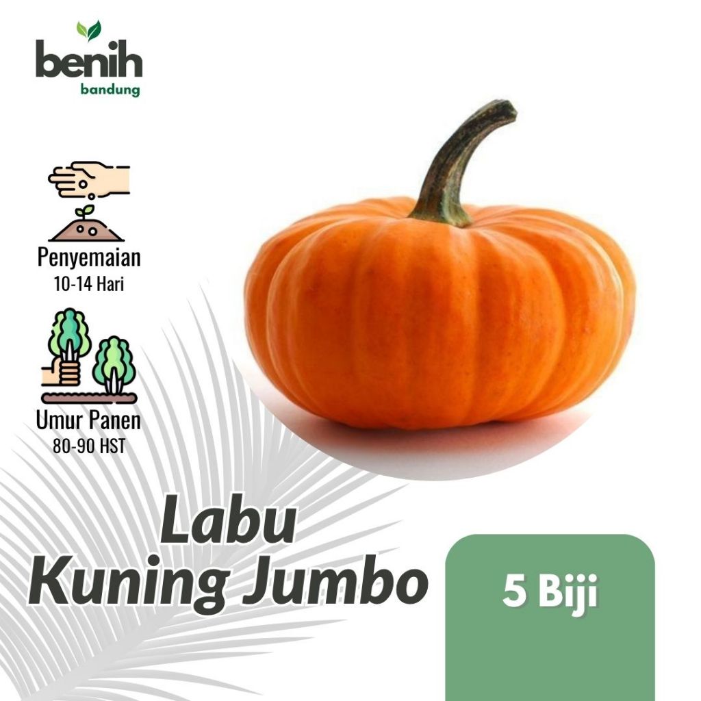 5 Benih Labu Kuning Besar Bibit Waluh Jumbo