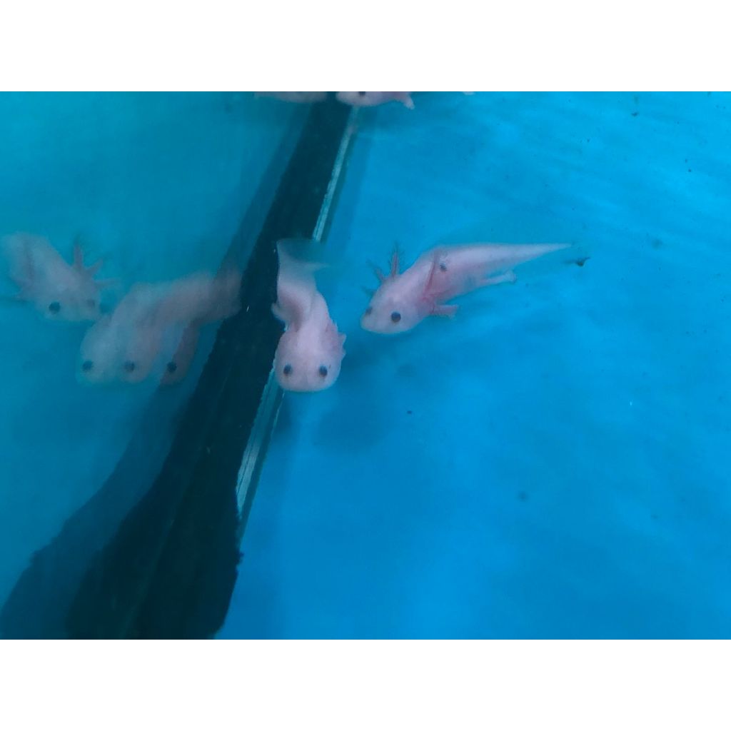 AXOLOTL LEUCISTIC 13-15cm SALAMANDER
