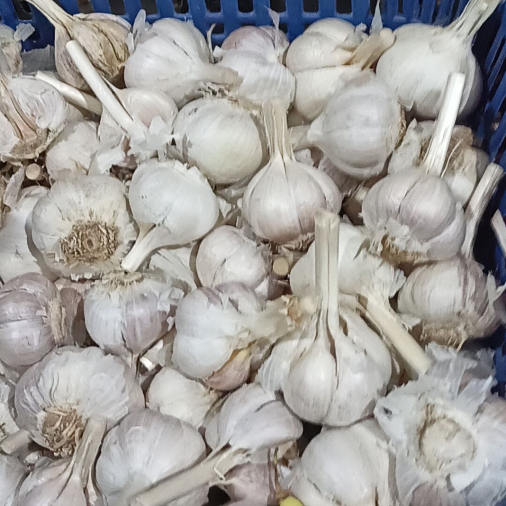 

Bawang putih kating| Aroma kuat dan kelezatan lebih terasa