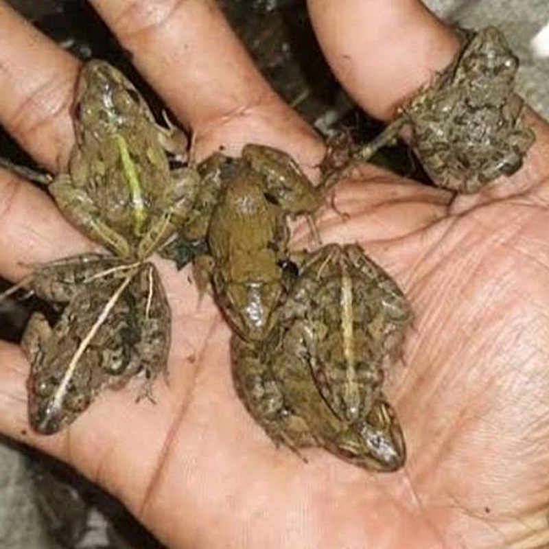 Katak sawah 40 ekor / Kodok sawah pakan ikan / umpan pancing Cirebon