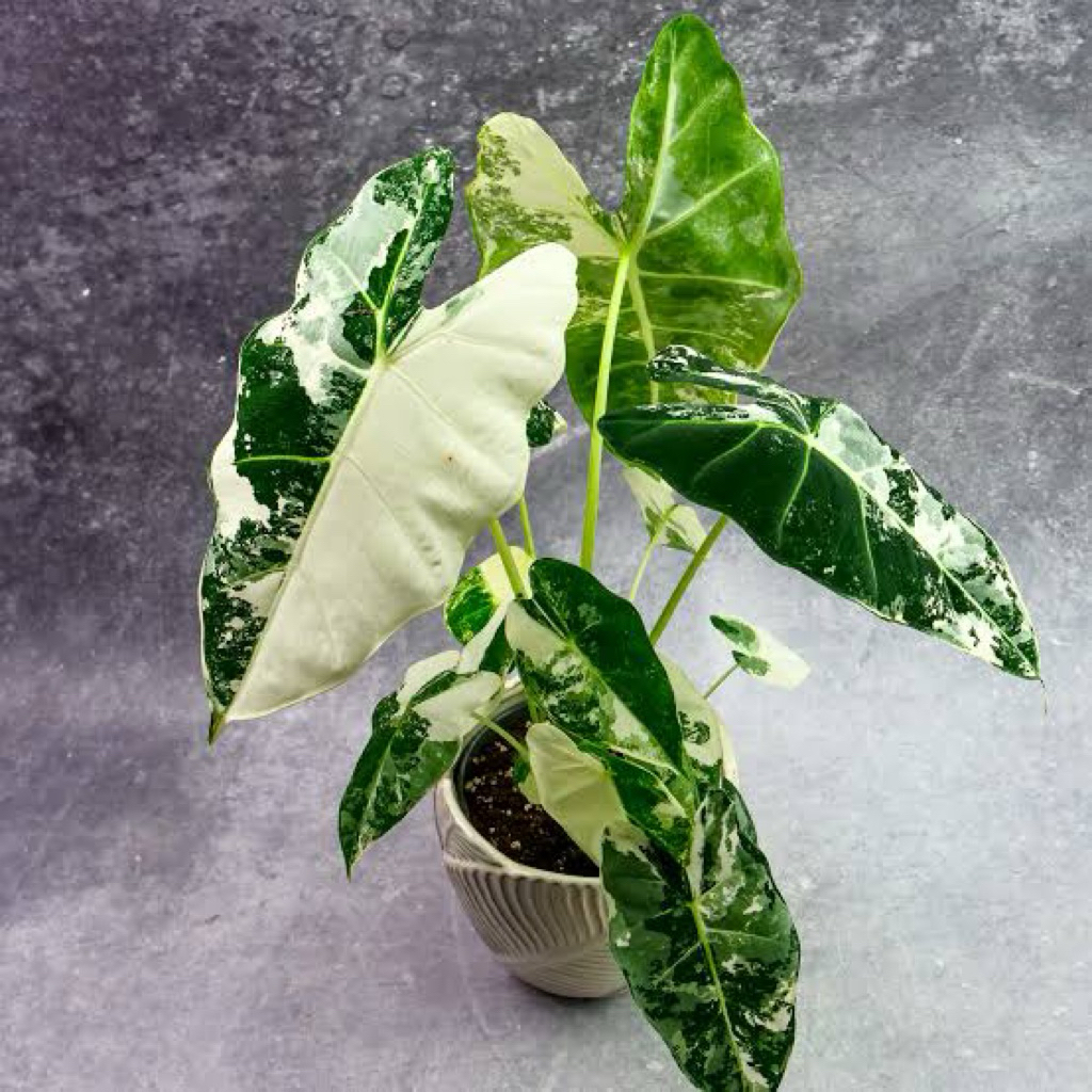 alocasia frydek variegata