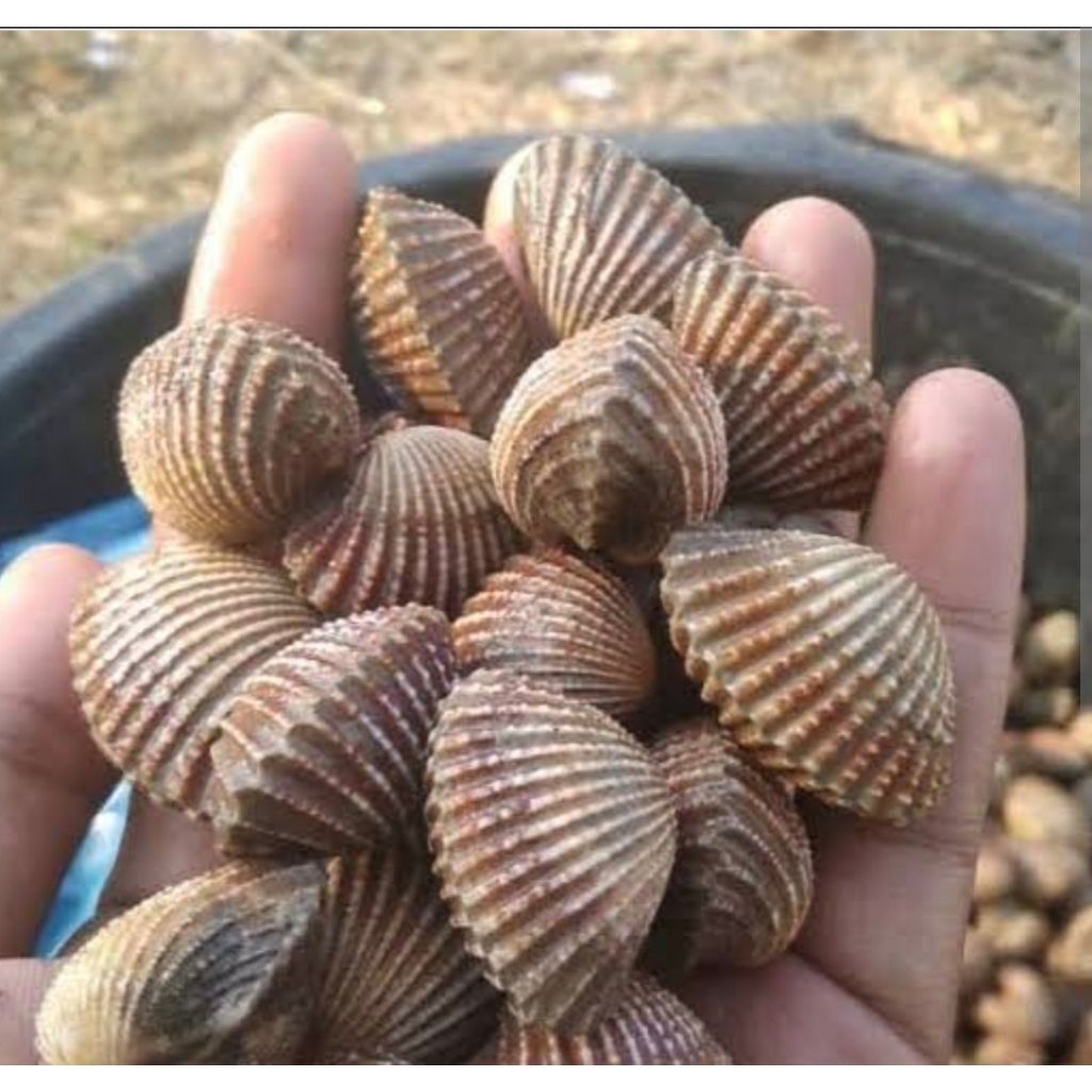 

paket kerang dara 5kg Fress pesan sore/malam di kirim pagi